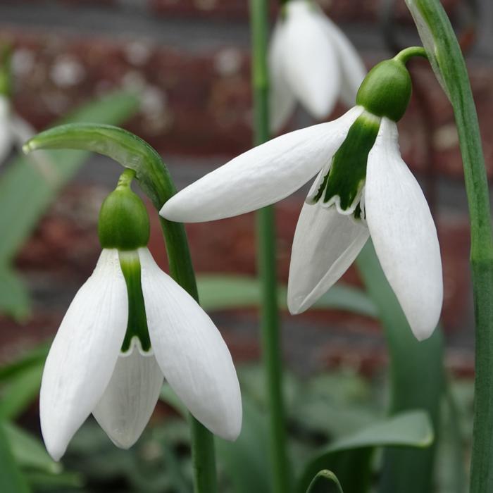 Galanthus 'The Whopper' plant
