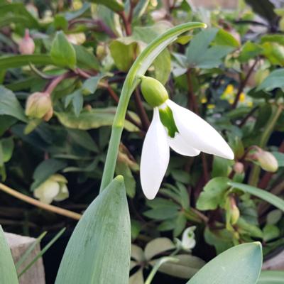 galanthus-the-whopper