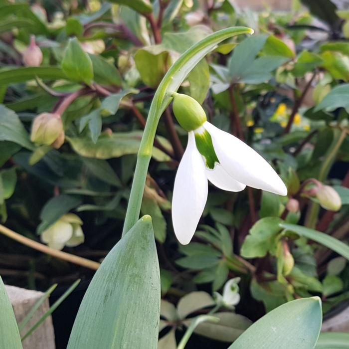 Galanthus 'The Whopper' plant