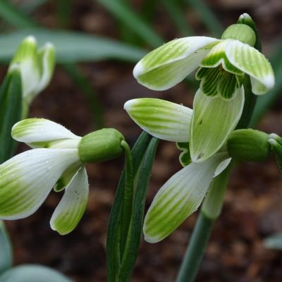 galanthus-till-sonnenschein_1_400.jpeg