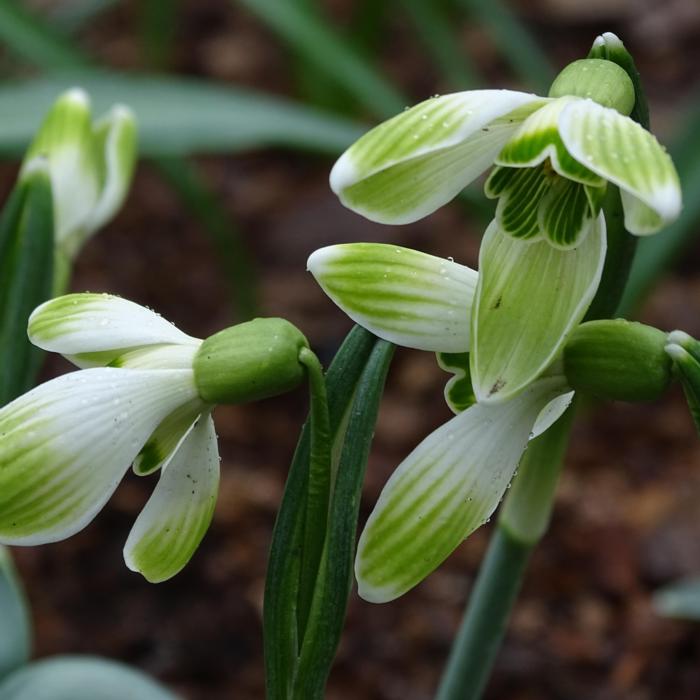 Galanthus 'Till Sonnenschein' plant