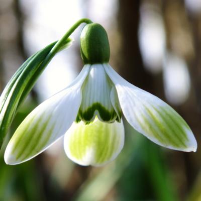 galanthus-till-sonnenschein_400.jpeg