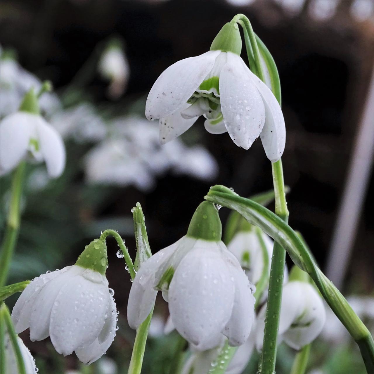 Galanthus 'Timms Hill Poë' plant