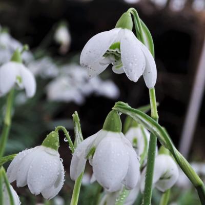 galanthus-timms-hill-poe_400.jpeg