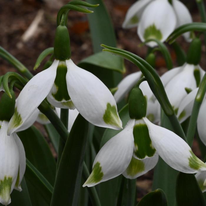 Galanthus 'Titanic' plant
