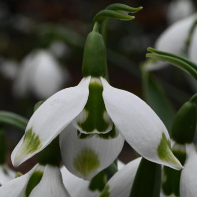 galanthus-titanic