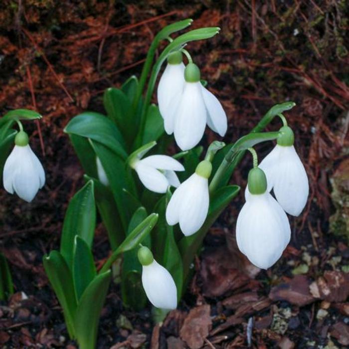 Galanthus transcaucasicus plant