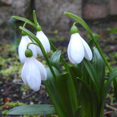 galanthus-transcaucasicus_400.jpeg