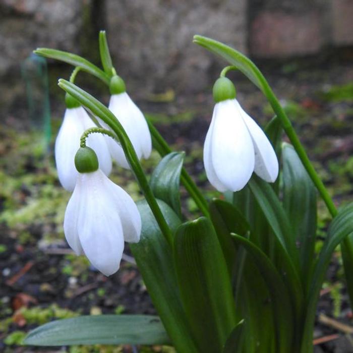 Galanthus transcaucasicus plant