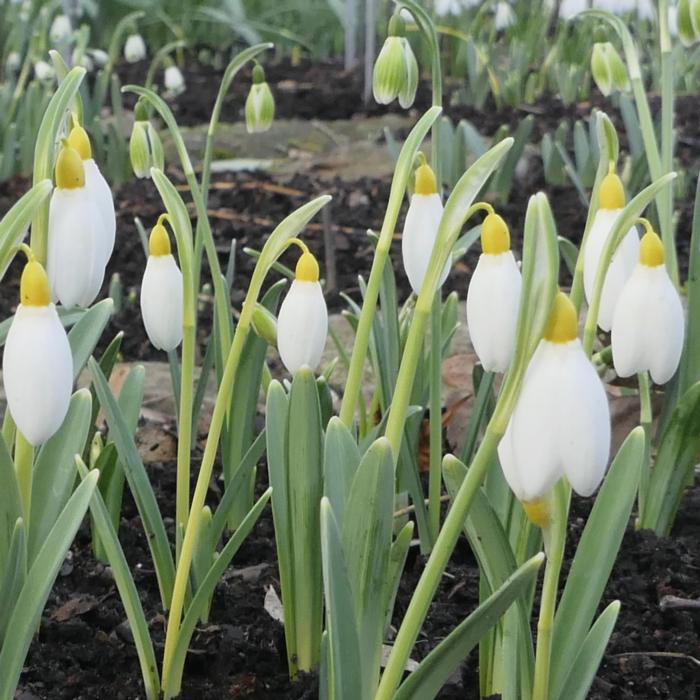Galanthus 'Treasure Island' plant
