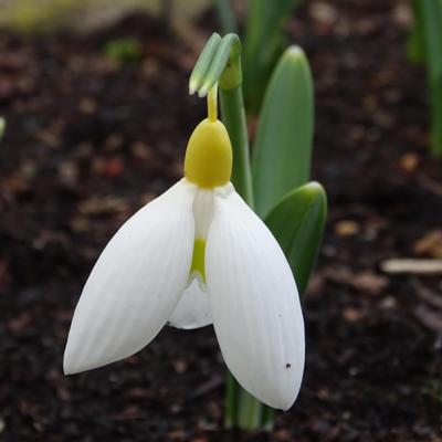 galanthus-treasure-island_400.jpeg