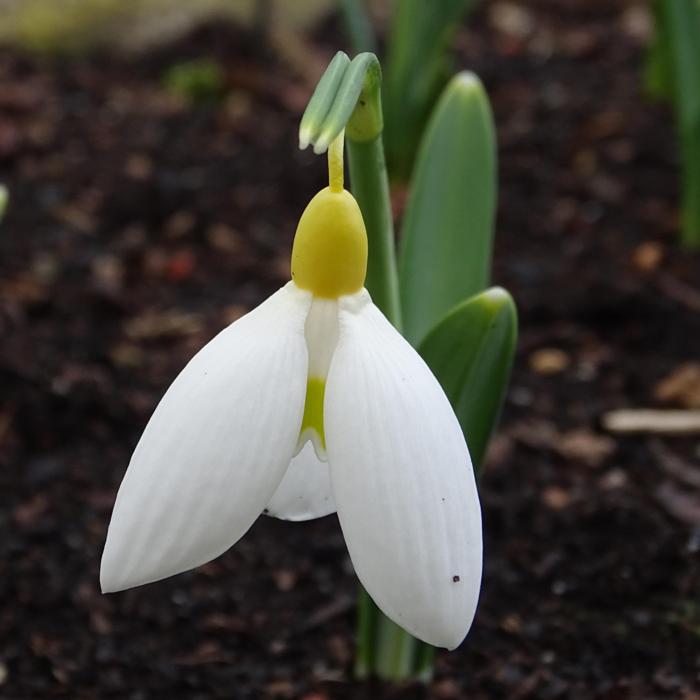 Galanthus 'Treasure Island' plant