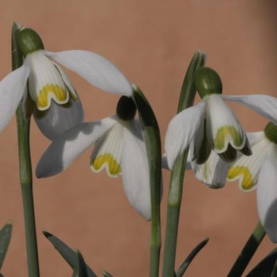 galanthus-tricky-treasure_1_400.jpeg
