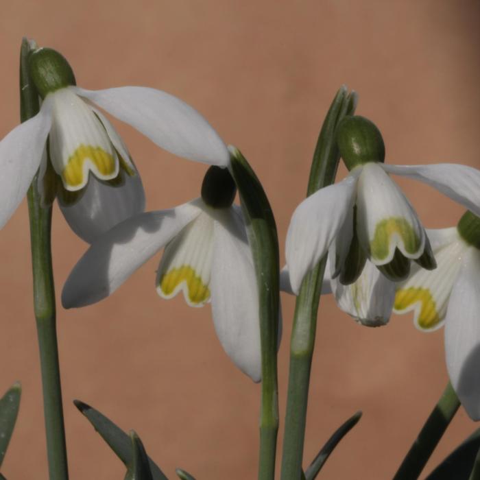 Galanthus 'Tricky Treasure' plant