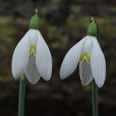 galanthus-tricky-treasure_400.jpeg