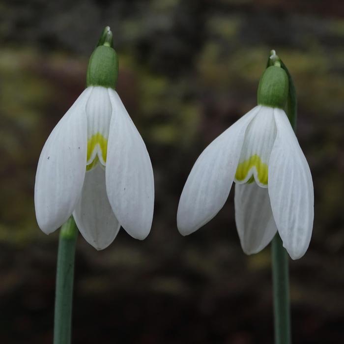 Galanthus 'Tricky Treasure' plant