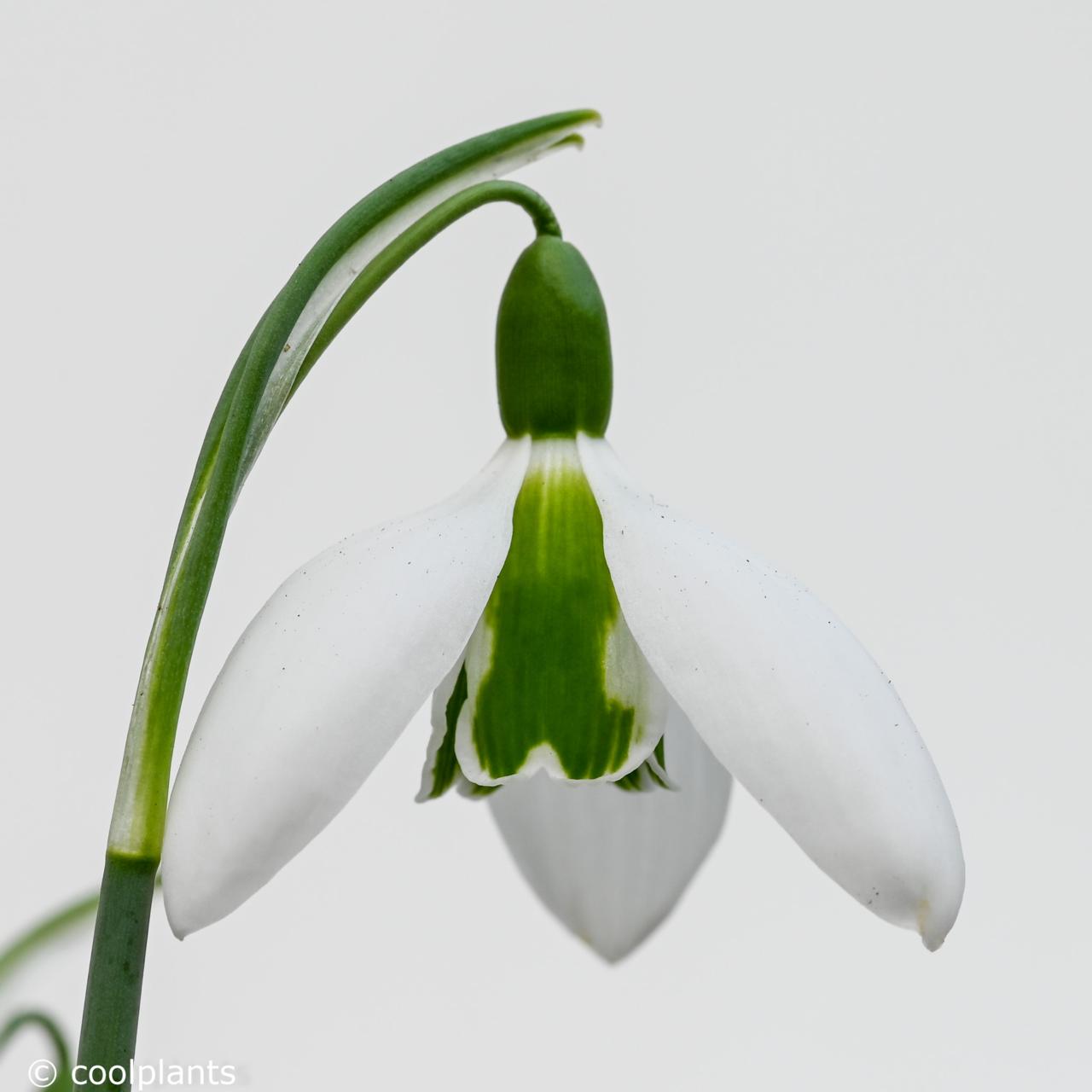 Galanthus 'Under Cherry Plum' plant