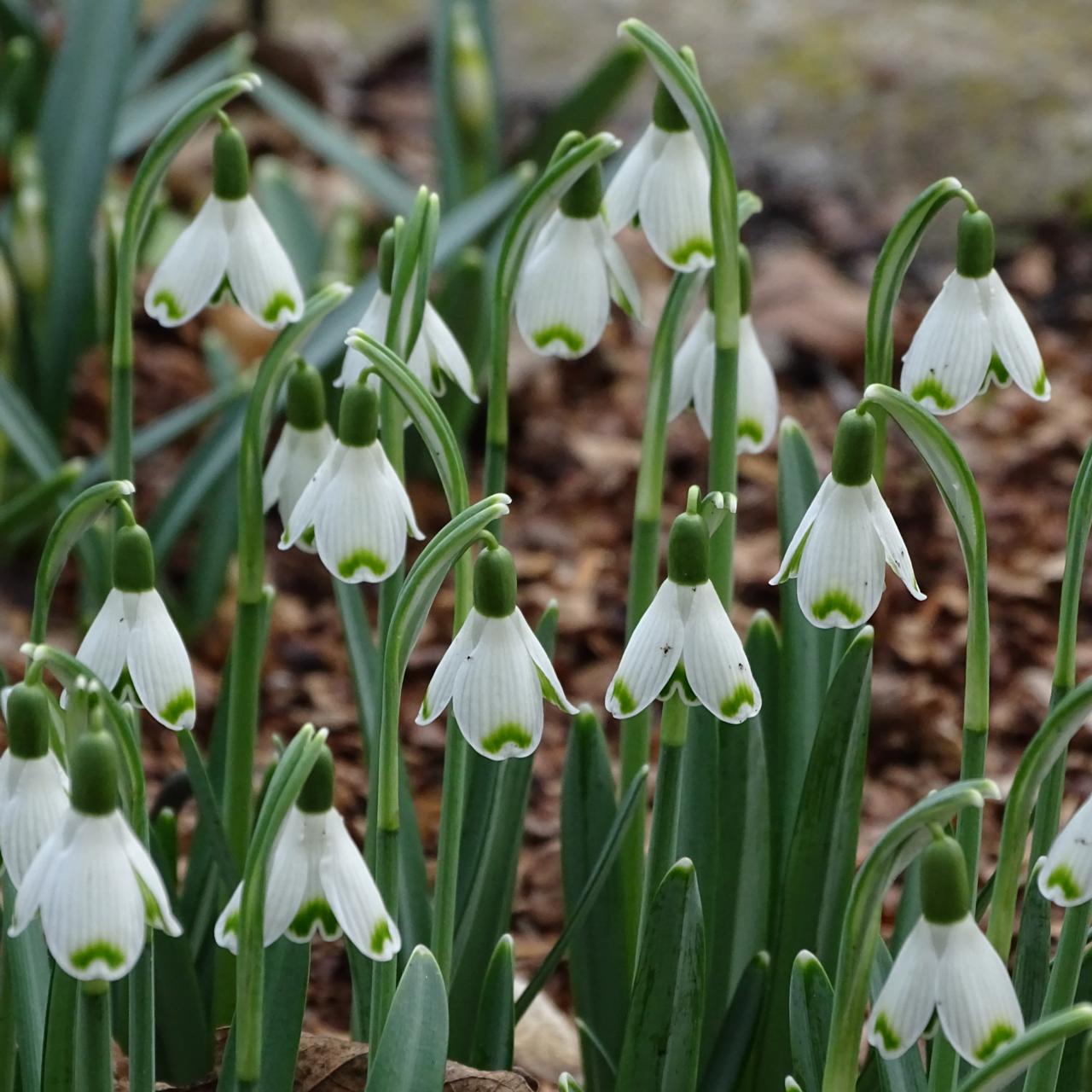 Galanthus 'Valentine's Day' plant