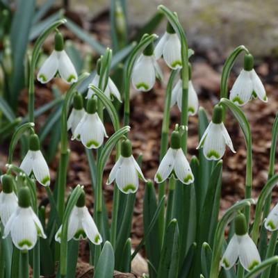 galanthus-valentines-day_400.jpeg