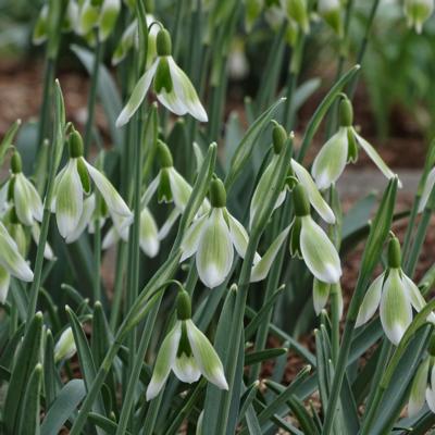 galanthus-virescens_400.jpeg