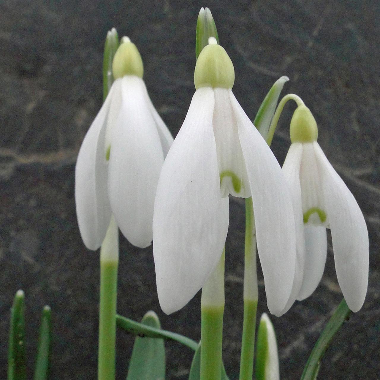 Galanthus 'Vornehme Blässe' plant