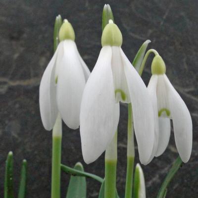 galanthus-vornehme-blasse_400.jpeg