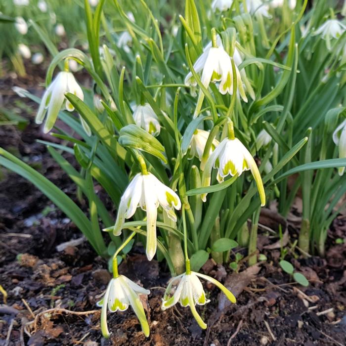 Galanthus 'Walrus' plant