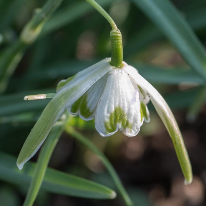 Galanthus 'Walrus' plant