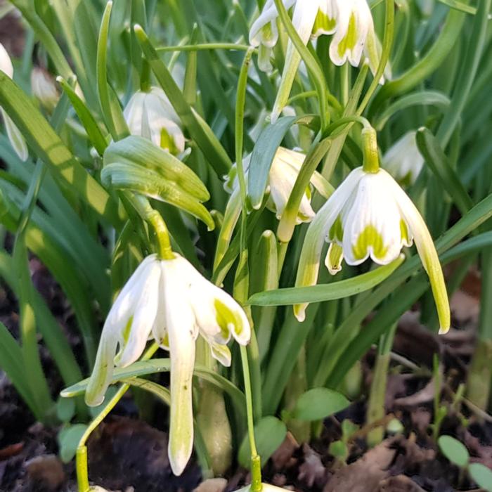 Galanthus 'Walrus' plant