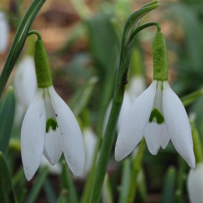 galanthus-warley-longbow_400.jpeg