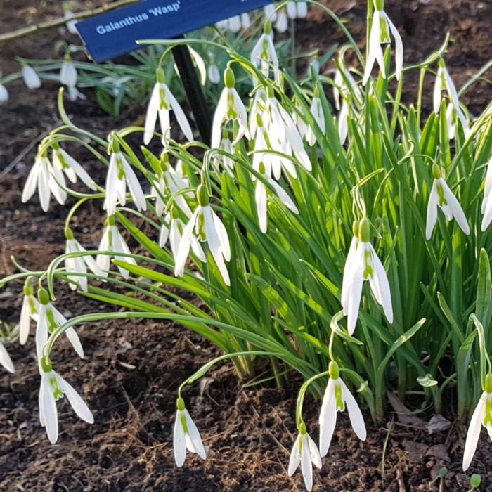 Galanthus 'Wasp' plant