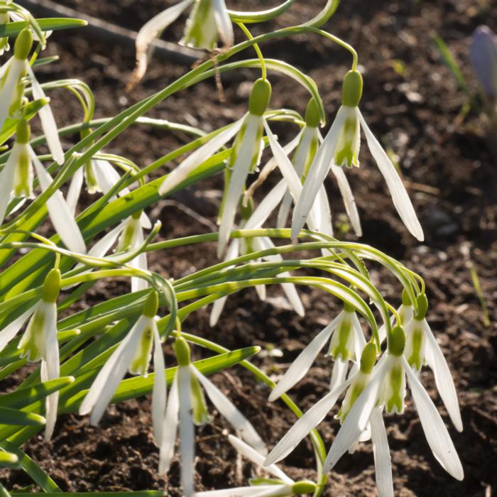 Galanthus 'Wasp' plant