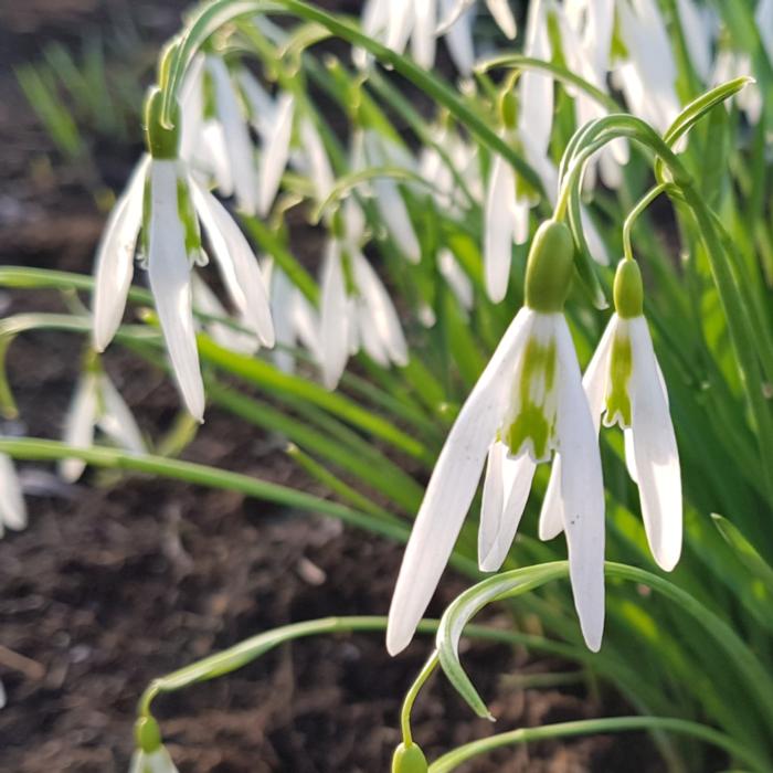 Galanthus 'Wasp' plant