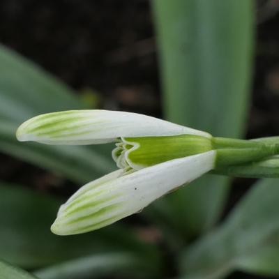 galanthus-wayside_400.jpeg