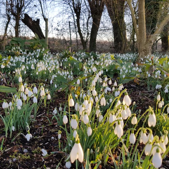 Galanthus 'White Cloud' plant