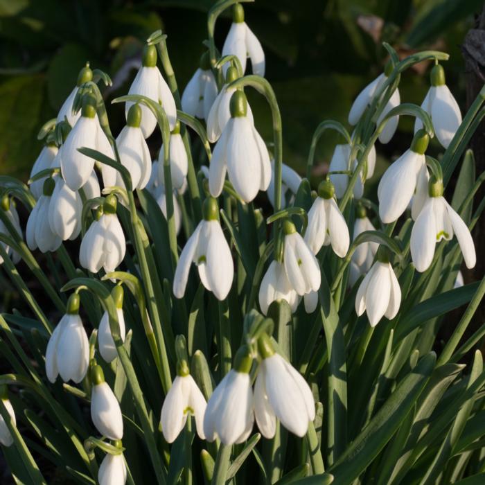 Galanthus 'White Cloud' plant