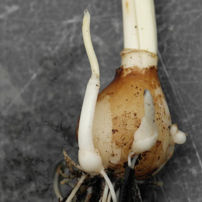 Galanthus 'White Cloud' plant