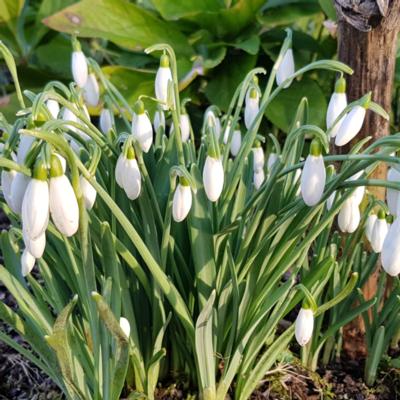 galanthus-white-cloud