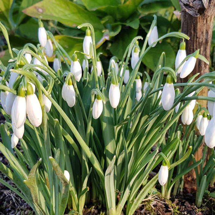 Galanthus 'White Cloud' plant