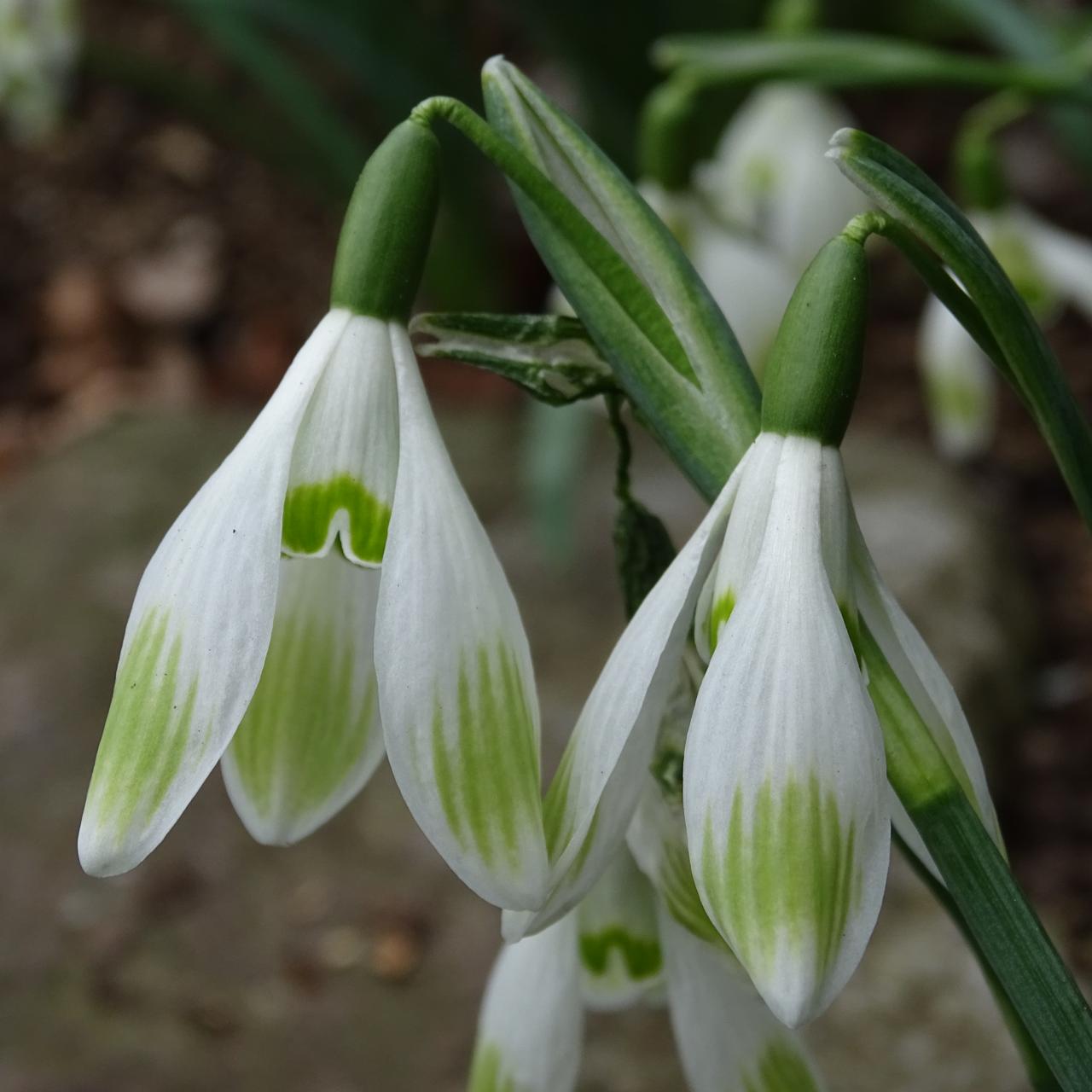 Galanthus 'Wifi Acumin' plant