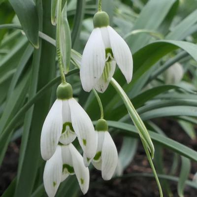 galanthus-wifi-anatool_1_400.jpeg