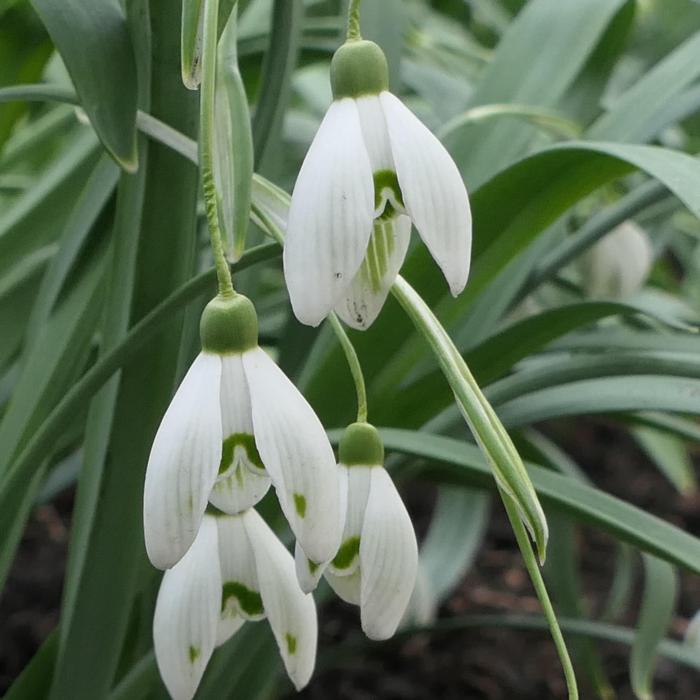 Galanthus 'Wifi Anatool' plant