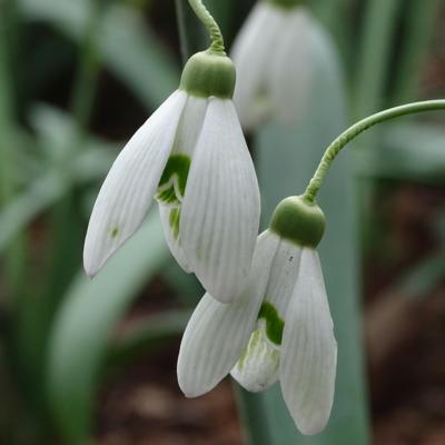 galanthus-wifi-anatool_400.jpeg