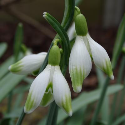 galanthus-wifi-arial_400.jpeg