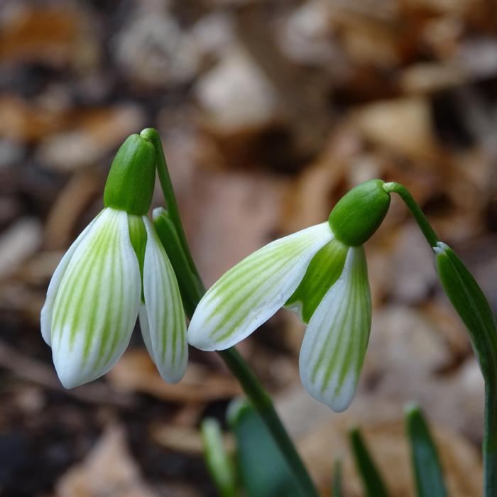 Galanthus 'Wifi Astrid' plant