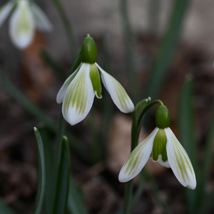 Galanthus 'Wifi Astrid' plant