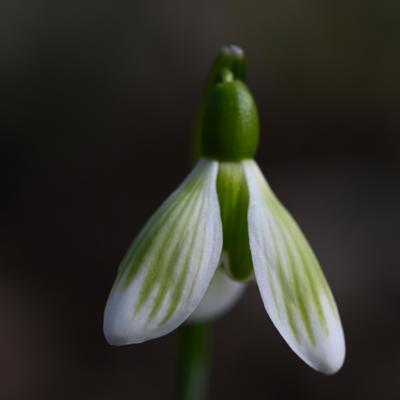 galanthus-wifi-astrid