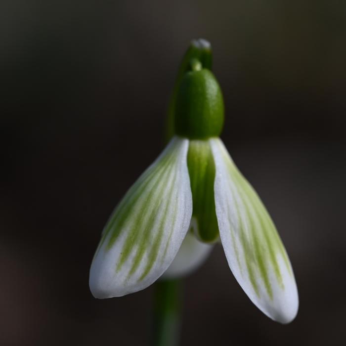 Galanthus 'Wifi Astrid' plant