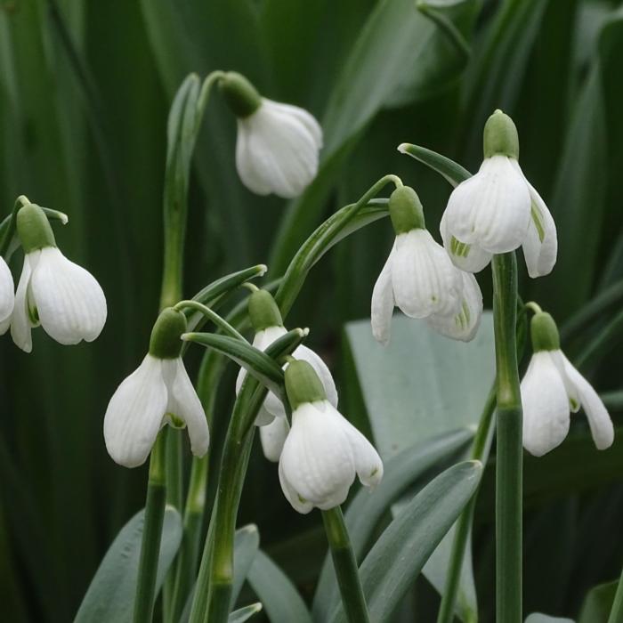 Galanthus 'Wifi Back Scratcher' plant