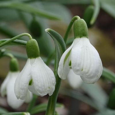 galanthus-wifi-back-scratcher_400.jpeg